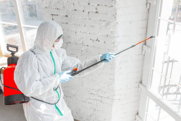 Best Black Mold Removal  in Dewitt, MI