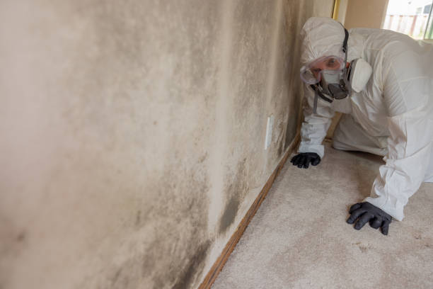 Best Industrial Mold Remediation  in Dewitt, MI