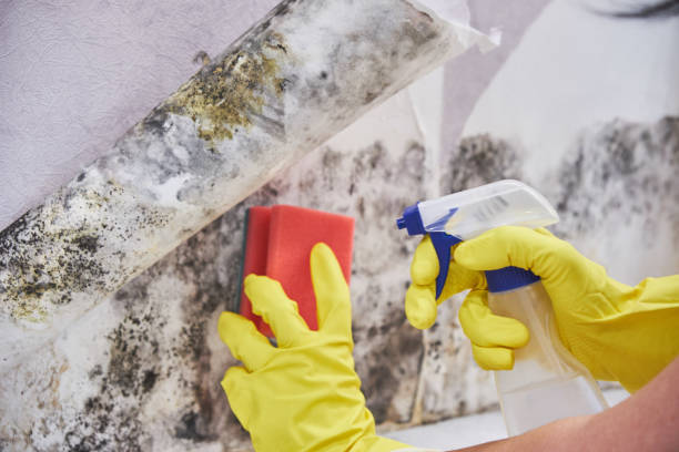 Mold Remediation for Vacation Homes in Dewitt, MI